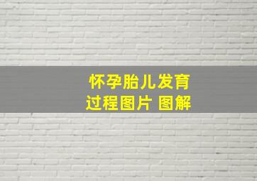 怀孕胎儿发育过程图片 图解